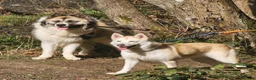 Akita dogs for sale: Akita/husky  - Advert 6