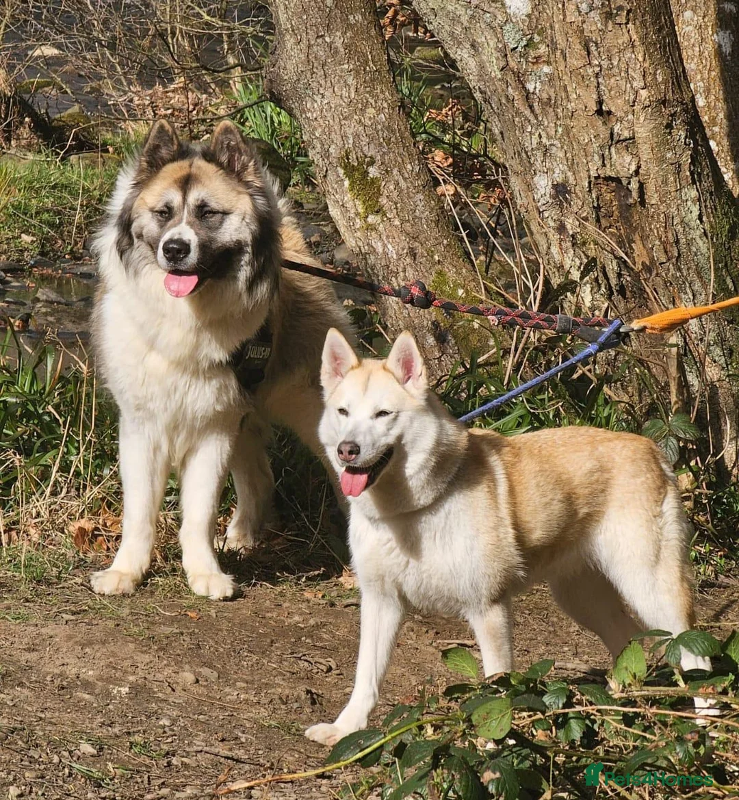 Akita dogs for sale: Akita/husky  - Advert 6