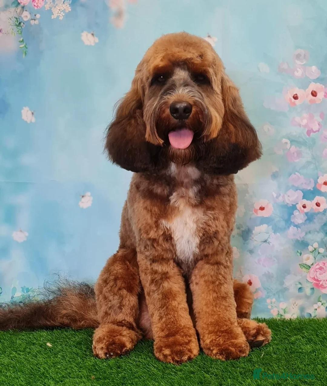 Cockapoo dogs for stud: Stunning Sable F1 Cockapoo DNA health tested clear in Cannock - Advert 3