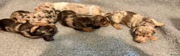 Miniature Dachshund dogs for sale: Outstanding miniature dapple dachshund puppies - Advert 3