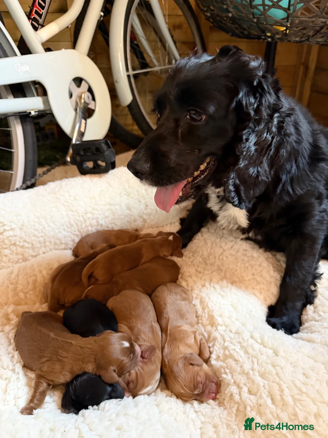 Cocker Spaniel dogs for sale: K C Cocker spaniel - Advert 1