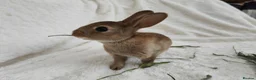 Rex rabbits for sale: Mini rex rabbits, black Vienna marked buck - Advert 10
