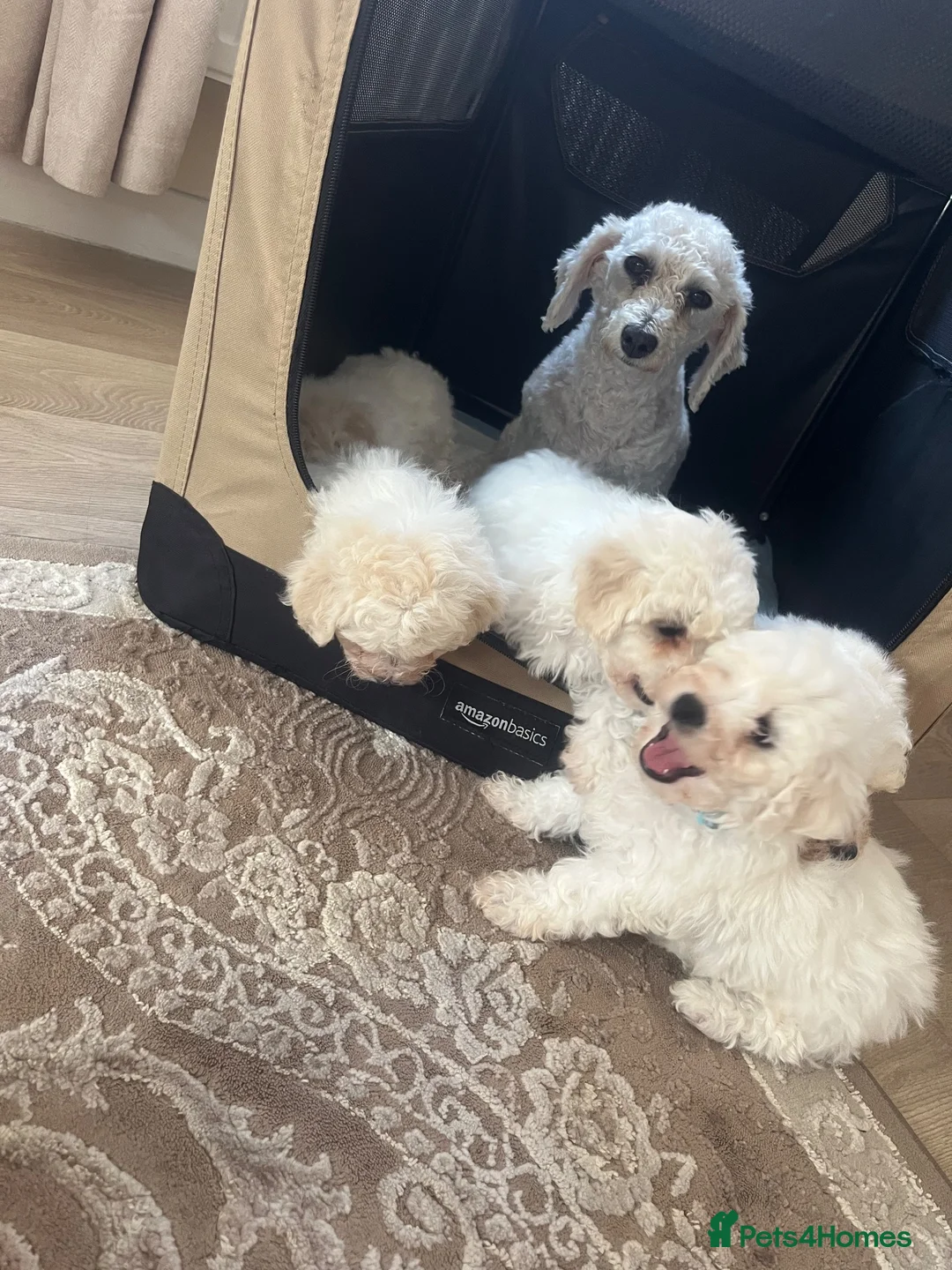 Bichon Frise dogs for sale: Bichon frise  - Advert 2