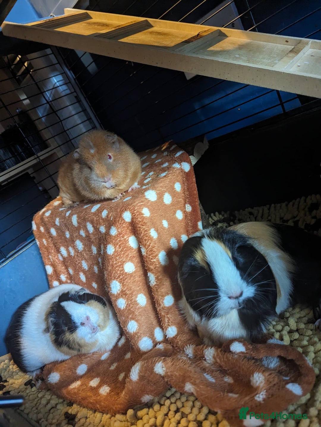 Guinea Pig rodents for sale: 3 girls looking for loving home - Image 4