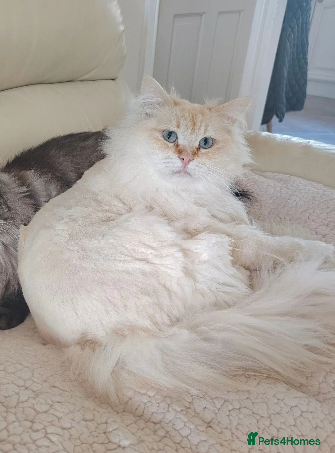 Siberian cats for sale: Stunning older Siberian cats for sale - Advert 20