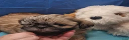 Shih Tzu dogs for sale: Kc reg Stunning tiny baby 2 boys - Advert 29