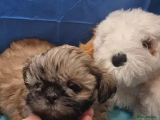 Shih Tzu dogs Kc reg Stunning tiny baby 2 boys - Advert 2