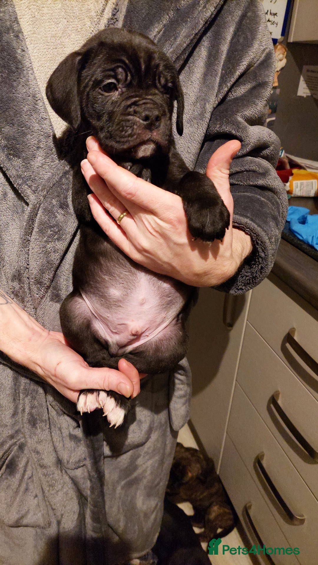 Mixed Breed dogs for sale: Cane Corso cross American bulldog puppy's  - Advert 7