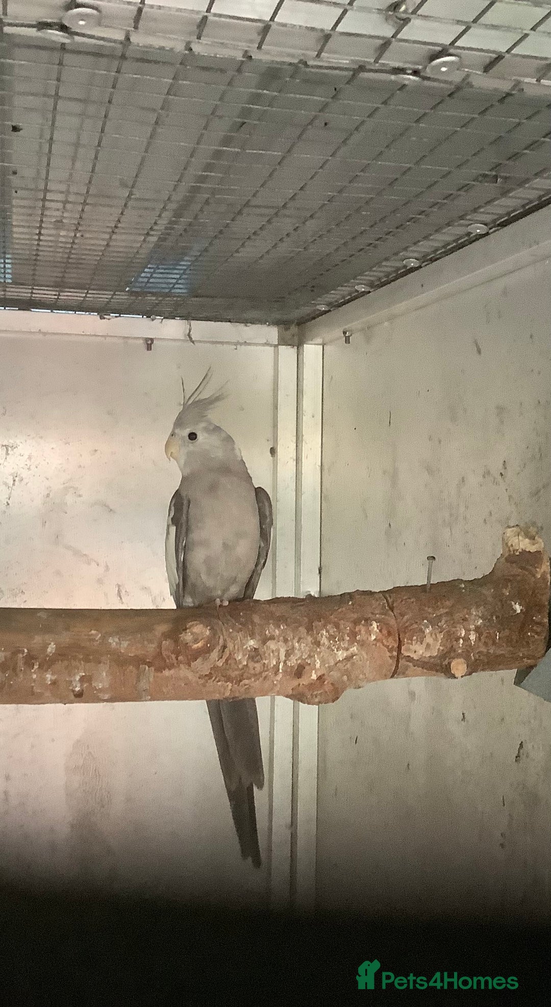 Budgerigars birds for sale: 2025 Young  Cockateils. - Advert 11