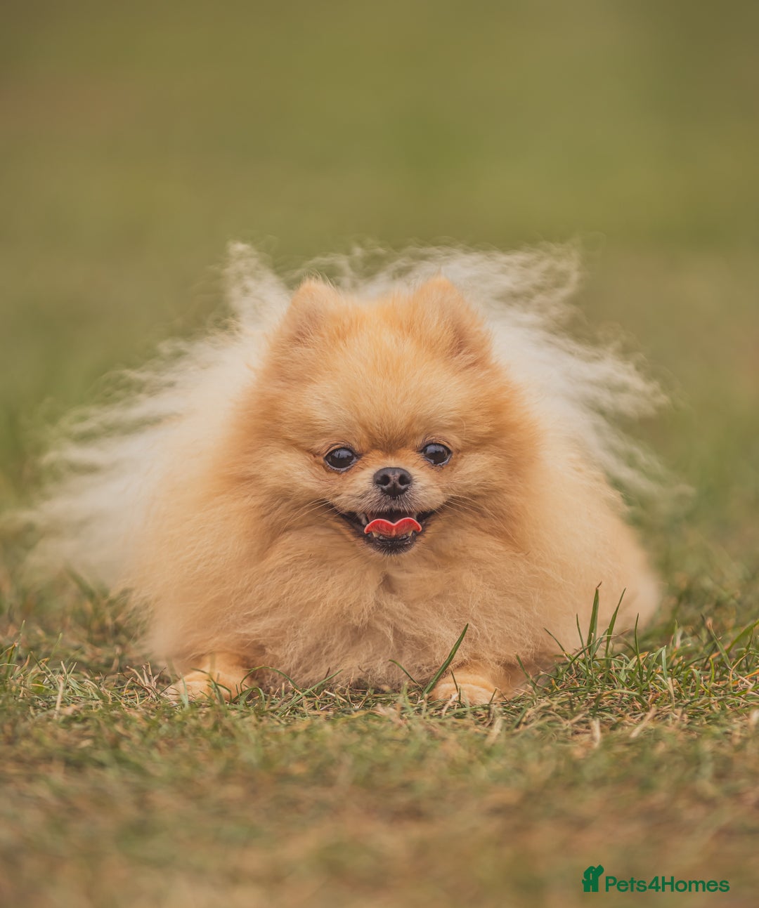 Pomeranian dogs for stud: Prince George Bridgeton 👑 - Advert 5