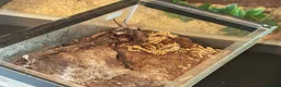 Tarantulas invertebrates for sale: tarantulas, Scorpions, Geckos,bugs and snails. - Advert 12
