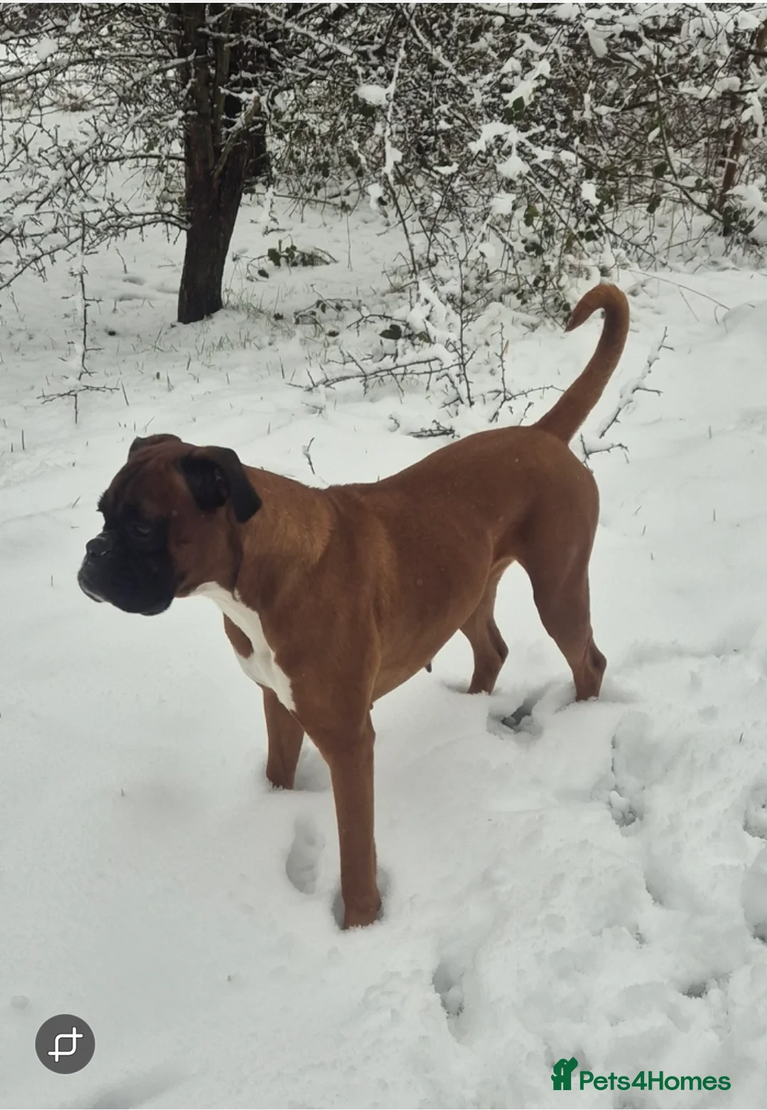Boxer dogs for sale: STUNNING KC BOXER PUPPIES WITH CHAMPION BLOODLINES - Advert 24