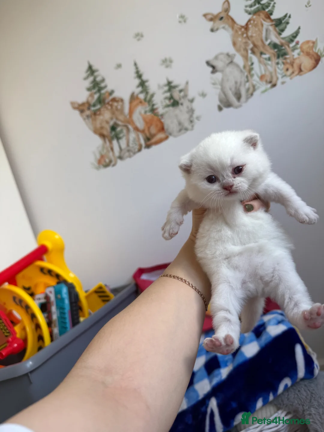 British Shorthair cats for sale: British kittens for sale  - Advert 2