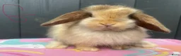 Mini Lop rabbits for sale: Pure bred pedigreed baby mini lops  - Advert 32