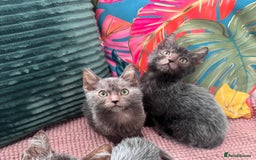 Lykoi cats for sale: Unique and adorable Lykoi kittens - Image 3
