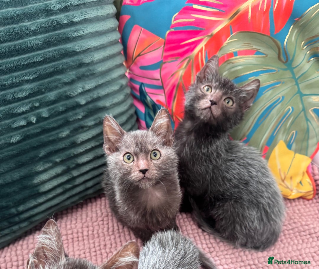 Lykoi cats for sale: Unique and adorable Lykoi kittens - Image 3