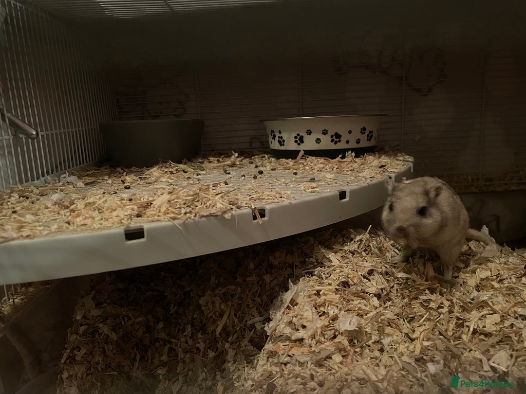 Gerbil rodents for sale: 2 male gerbils for sale  - Advert 2