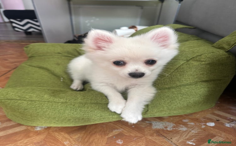 Pomchi dogs - Advert 1