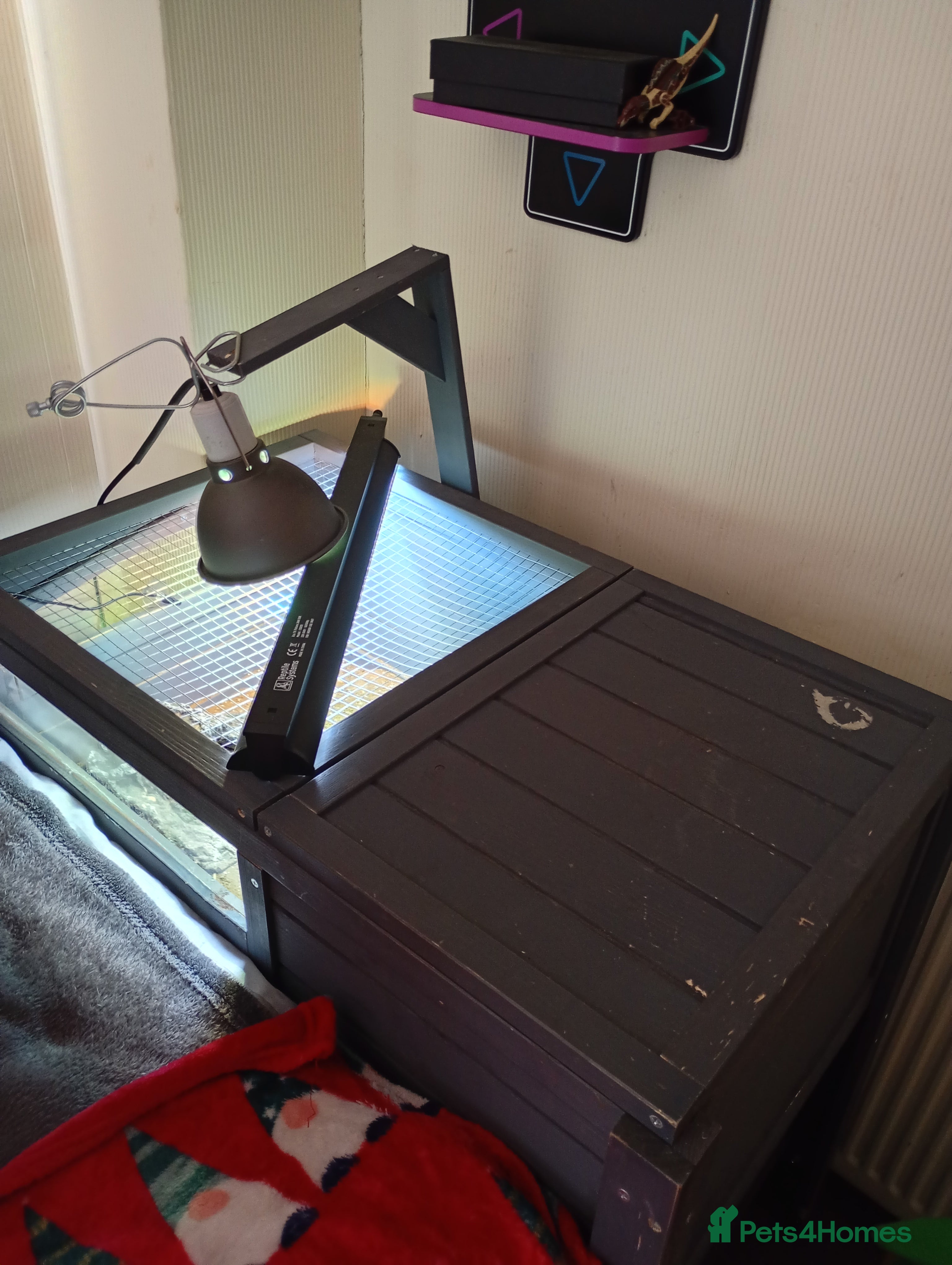 Tortoise reptiles Tortoise and enclosure  - Advert 3