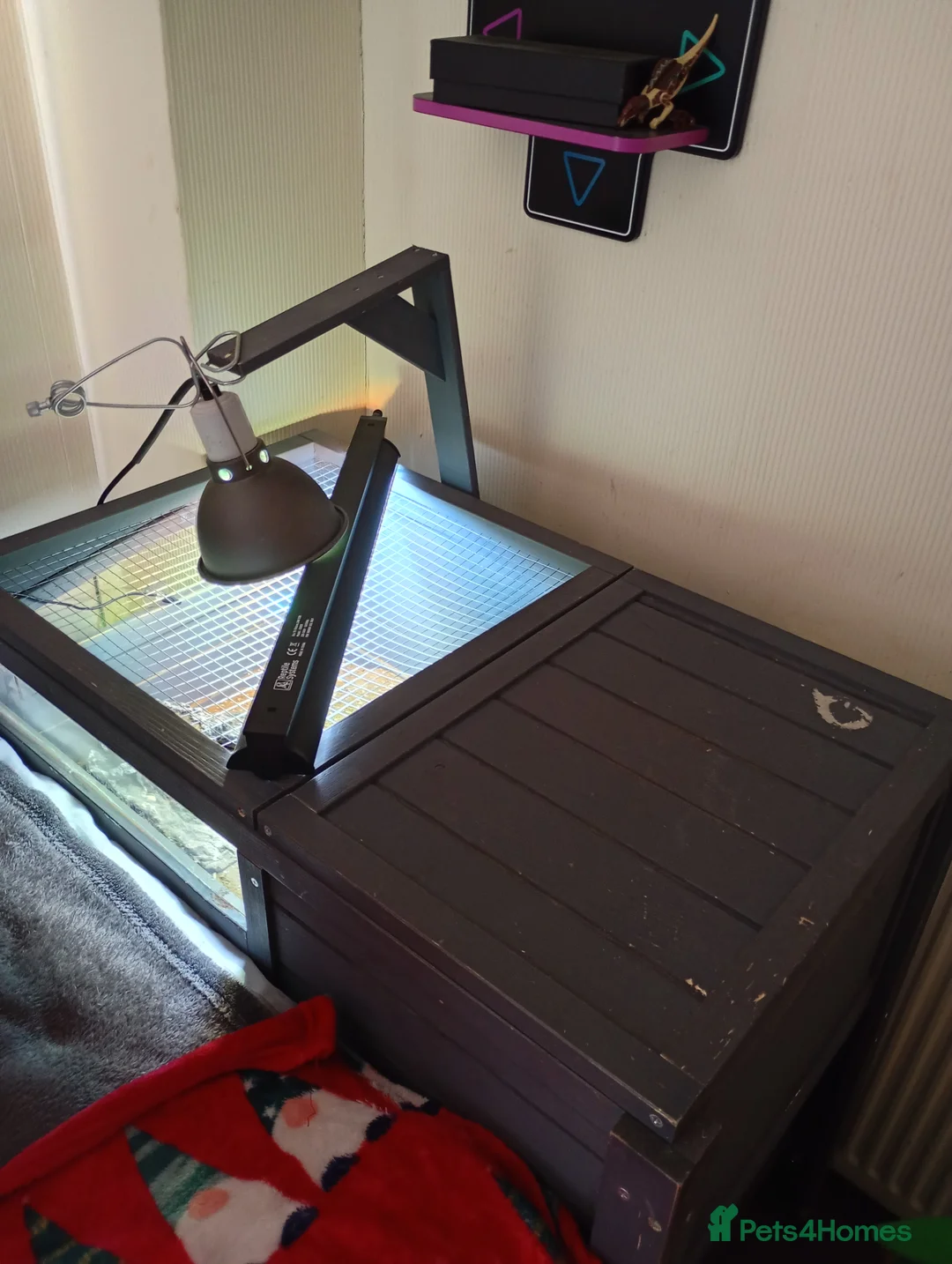 Tortoise reptiles for sale: Tortoise and enclosure  in Birmingham - Advert 1