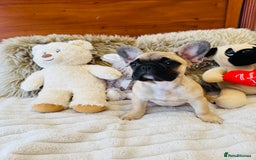 French Bulldog dogs for sale: 🏆KC registered, Standard French Bulldog Puppies🏆 - Image 13