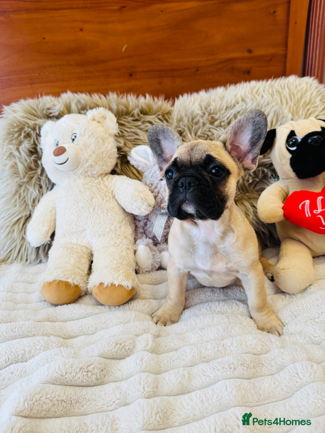 French Bulldog dogs for sale: 🏆KC registered, Standard French Bulldog Puppies🏆 - Image 13