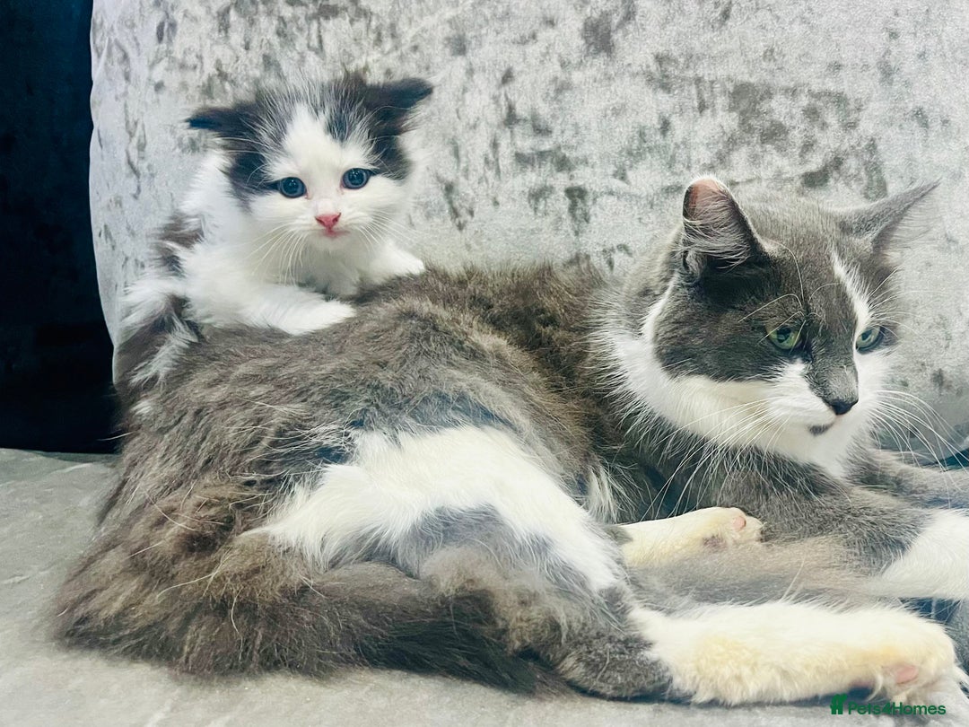 Ragdoll cats for sale: Stunning Ragdoll X Girl Kittens  - Image 6