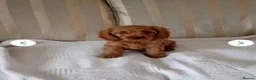 Cavapoo dogs for sale: 8 stunning Cavapoo 🐕‍🦺 puppies 🐕‍🦺 - Advert 8