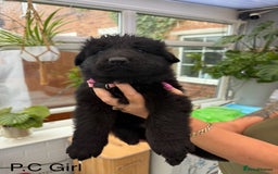 German Shepherd dogs for sale: Long haired German Shepherd puppies - Image 2