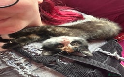British Shorthair cats for sale: Rehoming a lovely tortie kitten - Image 2