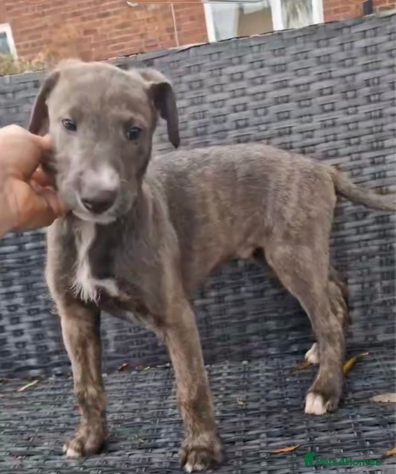 Lurcher dogs Lurcher pup - Advert 3