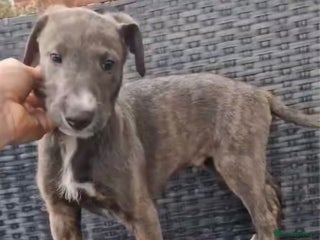 Lurcher dogs Lurcher pup - Advert 2