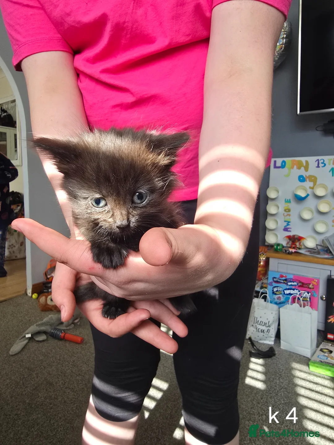 Domestic Shorthair cats for sale: Kittens  - Advert 2