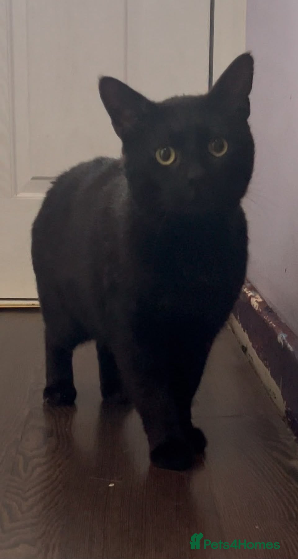 Domestic Shorthair cats Rescue male cat needs pet free home of his own - Advert 8