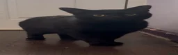 Domestic Shorthair cats for adoption: Rescue male cat needs pet free home of his own - Advert 1