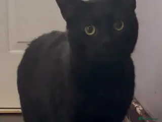Domestic Shorthair cats Rescue male cat needs pet free home of his own - Advert 3