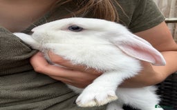 Mini Lop rabbits for sale: 2 beautiful mix breed sisters  - Image 4