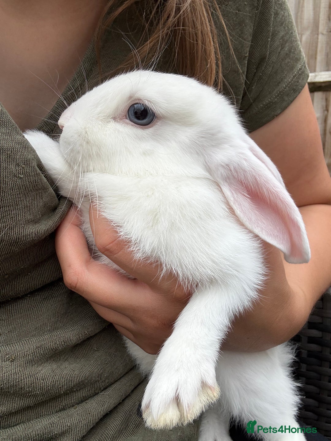 Mini Lop rabbits for sale: 2 beautiful mix breed sisters  - Image 4