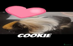Guinea Pig rodents for sale:  2 male Guine pigs  - Image 1