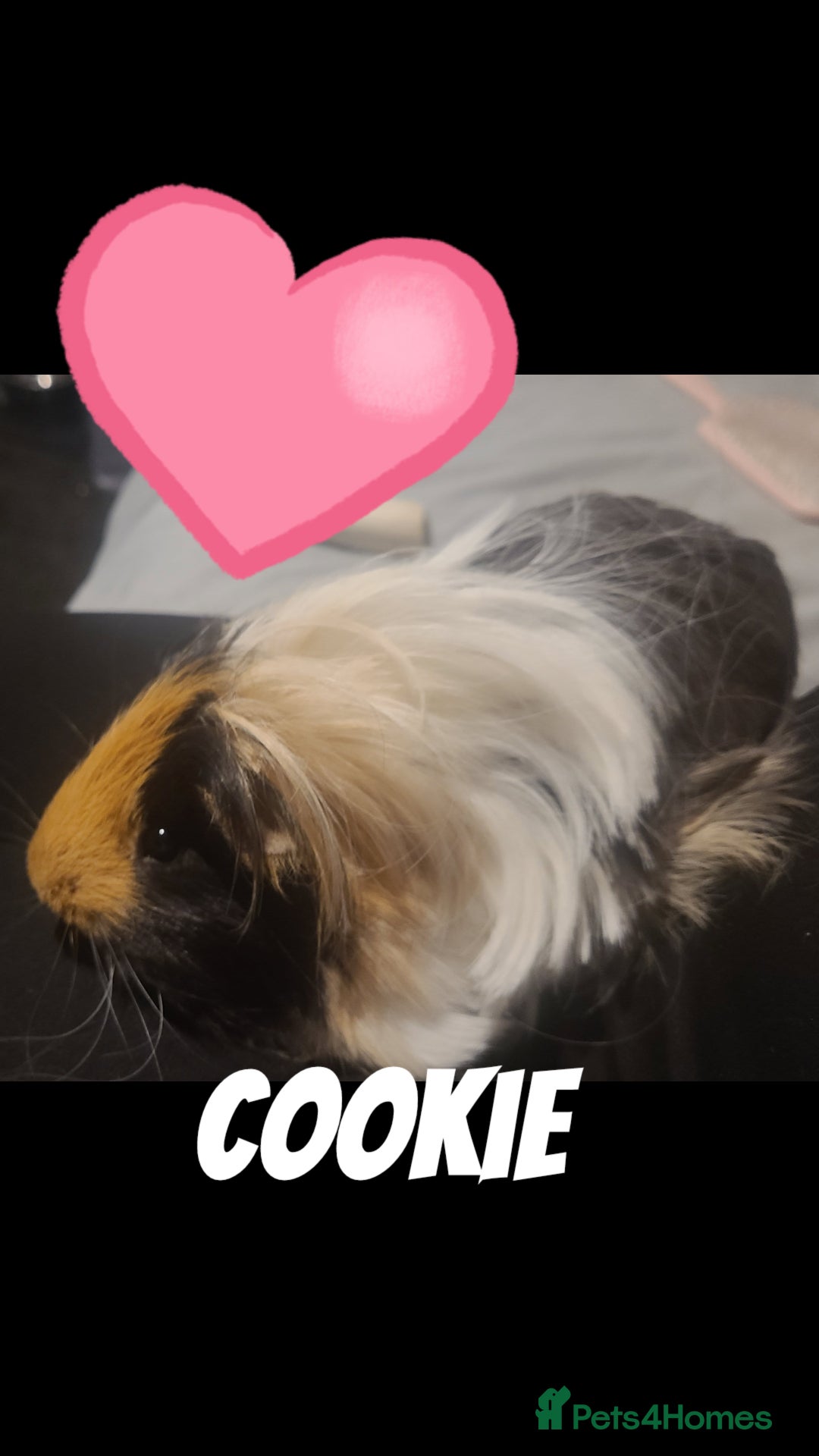 Guinea Pig rodents for sale:  2 male Guine pigs  - Image 1