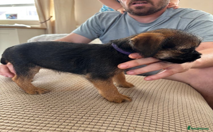 Border Terrier dogs - Advert 1