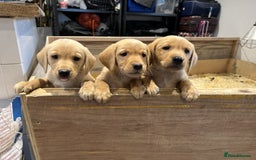 Labrador Retriever dogs for sale: Fox red Labrador Retrievers pups for sale. - Image 6