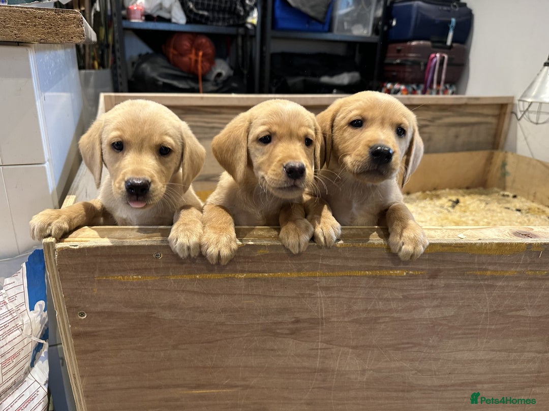 Labrador Retriever dogs for sale: Fox red Labrador Retrievers pups for sale. - Image 6