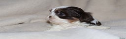 Shih Tzu dogs for sale: ✨CHOC DOBBIE IMPERIALS CARRYING BLUE✨ - Advert 20