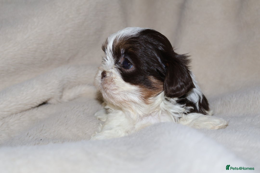 Shih Tzu dogs for sale: ✨CHOC DOBBIE IMPERIALS CARRYING BLUE✨ - Advert 20