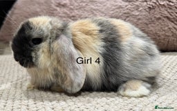 Mini Lop rabbits for sale: 🌸 Harlequin mini lops 🌸 ready to reserve  - Image 11