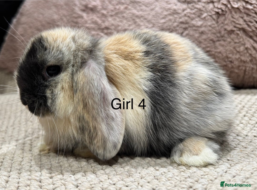 Mini Lop rabbits for sale: 🌸 Harlequin mini lops 🌸 ready to reserve  - Image 11