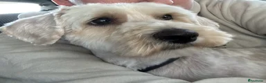 Maltipoo 1