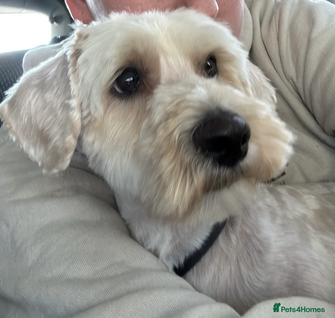 Maltipoo dogs for sale: Buddy - 3 year old Maltipoo - Advert 2