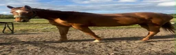 English Thoroughbred horses for sale: 15.2 Chestnut Mare - Advert 2